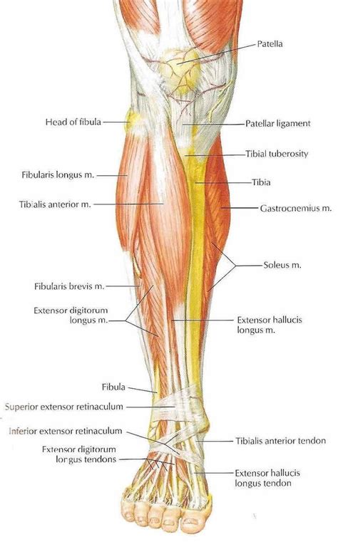 16 Best Anatomy Images On Pinterest Human Leg Human Anatomy And