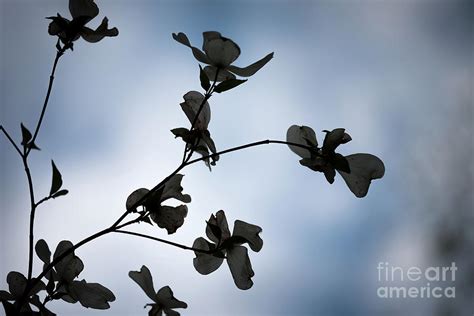 Dogwood Silhouette Photograph By Melissa Stanton Fine Art America