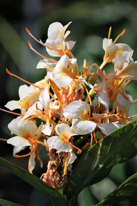 Shop trees, shrubs, bulbs & more. Plant Nursery | Savannah, GA | Savannah's Secret Gardens