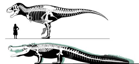 Deinosuchus Hatcheri Is Possibly The Largest Crocodylomorph Of All Time
