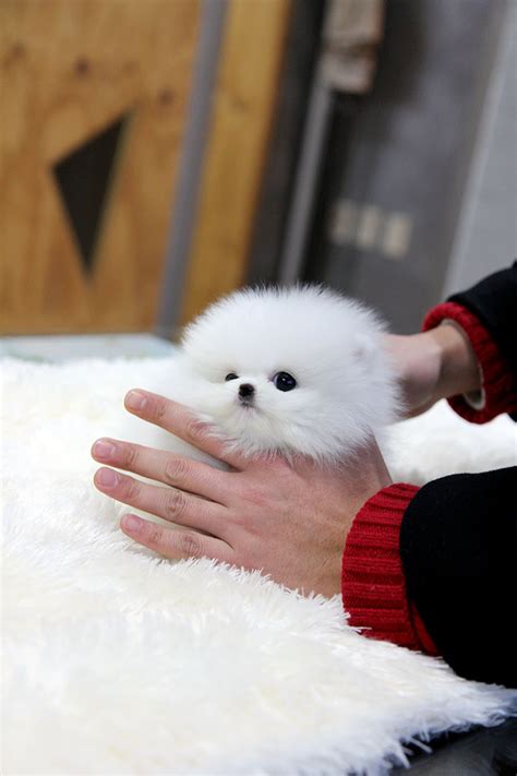 29 Price White Pomeranian Puppy For Sale Picture Codepromos