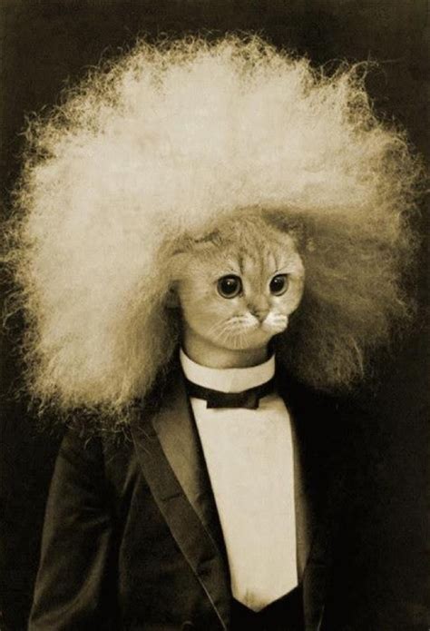 Afro Cat Einstein Hair Lol Image 325652 On