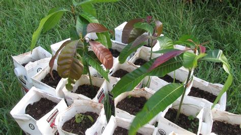 Germinating Mango Seedlings May Recover When Damaged Youtube