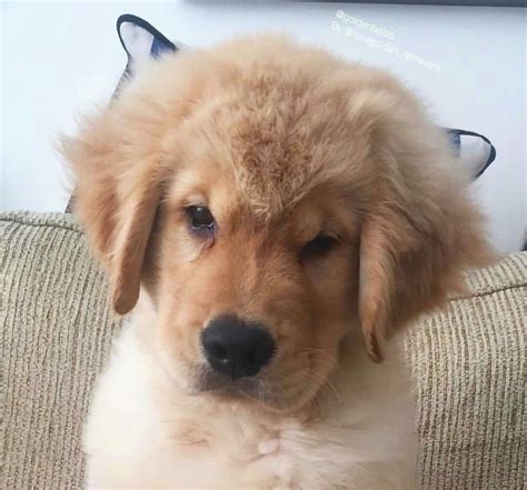 Cute Fluffy Golden Retriever