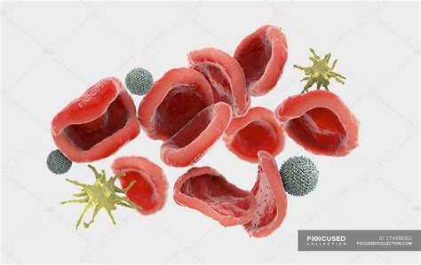 3d Illustration Of Red Blood Cells Erythrocytes White Blood Cells