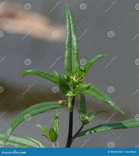 Baby Cuban Tree Frog On Narrow Leaf Sunflower Stock Image Image Of