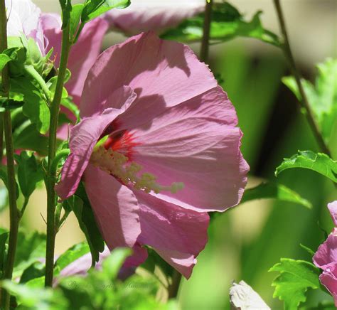 Aphrodite Rose Of Sharon Hibiscus Profile Floral Macro Flowers From