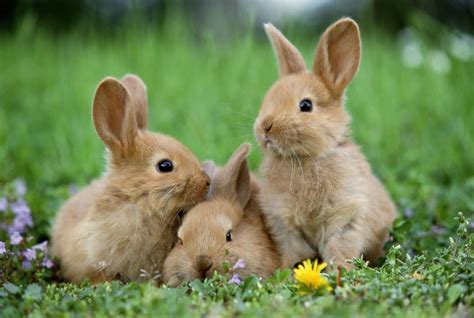 Cutest Easter Bunnies Photos Image 7 Abc News
