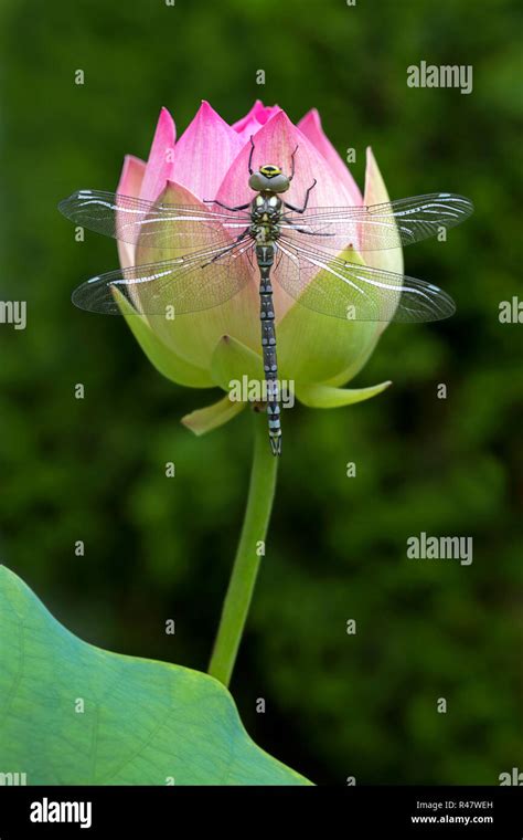 Dragonfly On Lotus Flower Stock Photo Alamy