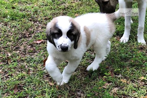 Includes details of puppies for sale from registered ankc breeders. Aaron: Maremma Sheepdog puppy for sale near North Central ...