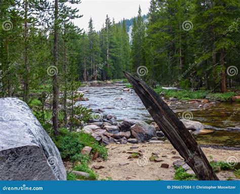 Scenic View Of The Merced River Flowing Through Dense Pine Tree Forest