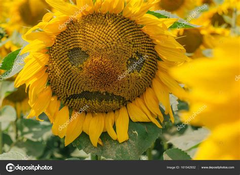 Sunflower Wallpaper Desktop Gambar Ngetrend Dan Viral