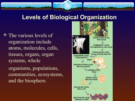 Levels Of Biological Organization