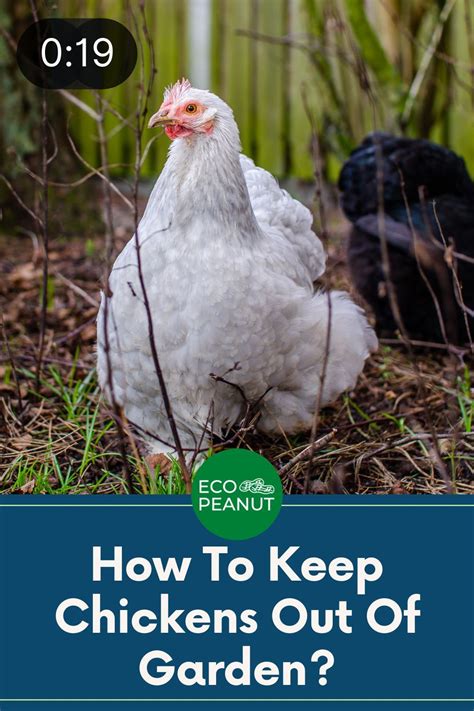 18 ways on how to keep chickens out of the garden chickens backyard chickens garden