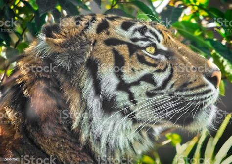 Sumatra Tiger Portrait Stock Photo Download Image Now Animal