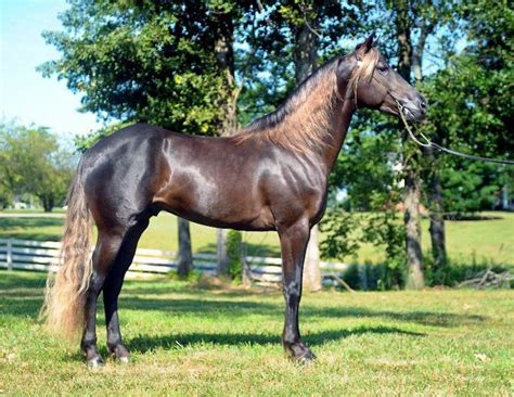 Kentucky Mountain Horse Animals Horses Pinterest