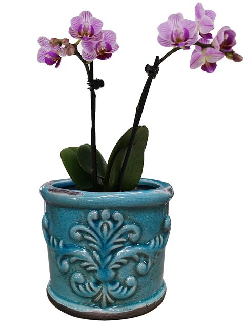 Mounting Orchids On Clay Pots Ubicaciondepersonascdmxgobmx