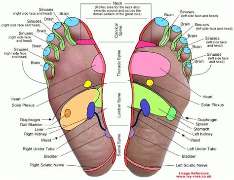 Reflexology Charts How Your Feet Affects Your Organs Consumer