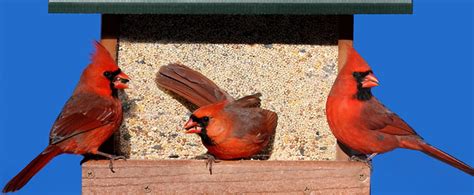 How To Attract Northern Cardinals To Your Yard Attracting Birds