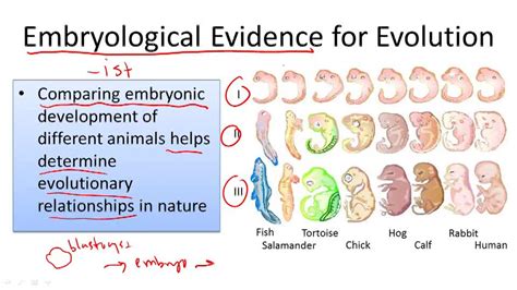 Evidence For Evolution Example 4 Video Biology Ck 12 Foundation