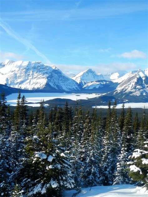 Free Download Canada Seasons Winter Mountains Scenery Fir Snow Alberta