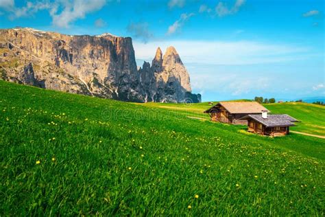 Alpe Di Siusi Touristic Resort And Yellow Dandelions Dolomites Italy