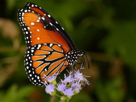 Top 10 Beautiful Butterflies Of The Usa Hubpages