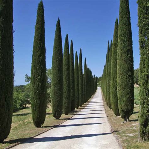Buy Tree Seeds 100 Pcs Italian Cypress Cupressus Sempervirens Stricta