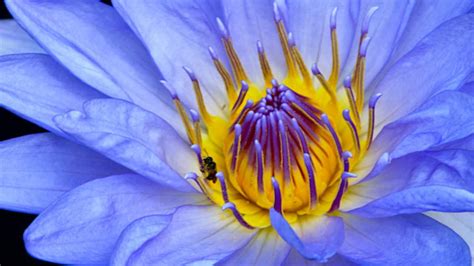 blue lotus flower tea recipe best flower site
