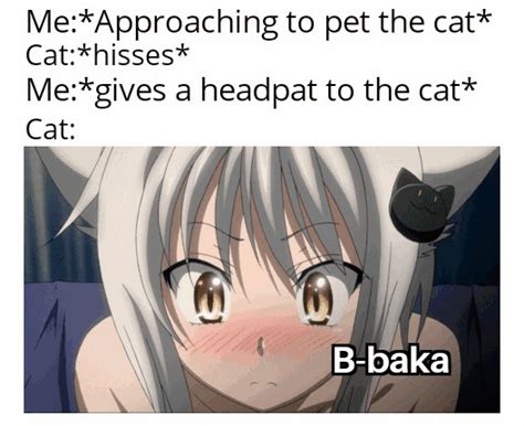 Cats Make The Best Tsunderes Ranimemes