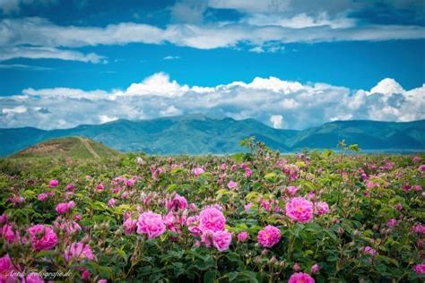 Top 100 Hình ảnh Vườn Hoa đẹp Nhất Thế Giới Myquangvn