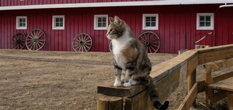 Winterizing Your Barn Cats Simple Care Tips Horse Rookie