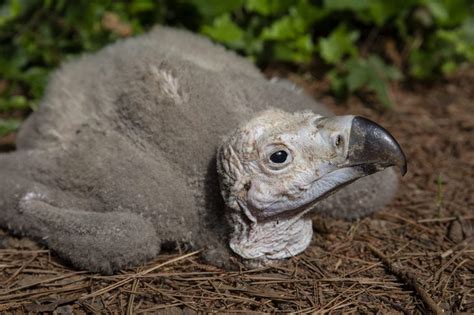 Tras años de intentos nace un polluelo de buitre en peligro de extinción en el Zoo de Atlanta
