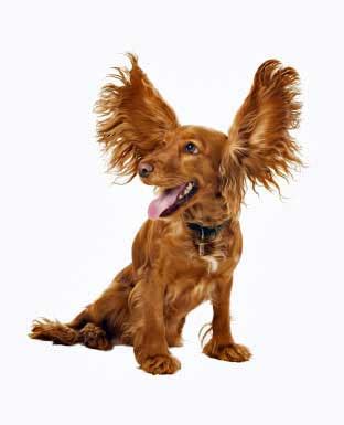 Walmart.com has been visited by 1m+ users in the past month Dog Ear Infection: How To Spot The Symptoms