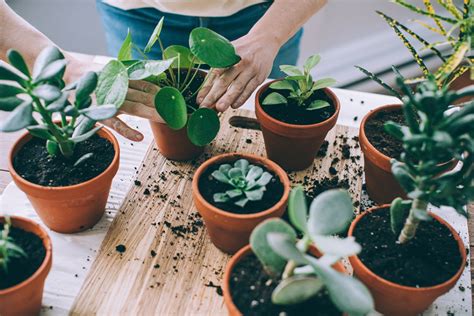 How To Repot Your Plant 101 Living House