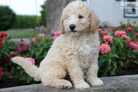 Miniature labradoodles have floppy ears that drop down, which are more prone to ear infections. Labradoodle puppy for sale near Lancaster, Pennsylvania ...