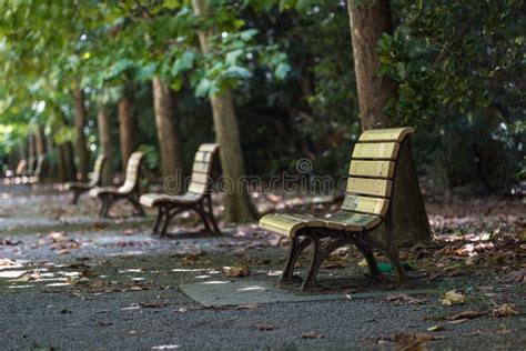 Urban Park With Green Trees And Wooden Benches Park Alley Stock Photo