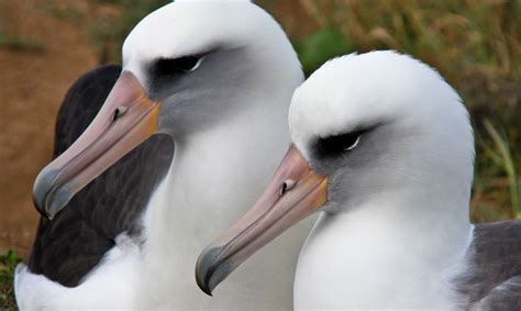 Same Sex Mothers Letting Albatrosses Be Albatrosses