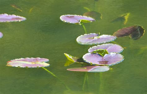 Sun Splashed Lily Pads Photo Gallery Anacortes Today