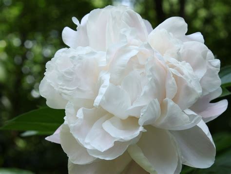 A Charlotte Garden White Peony