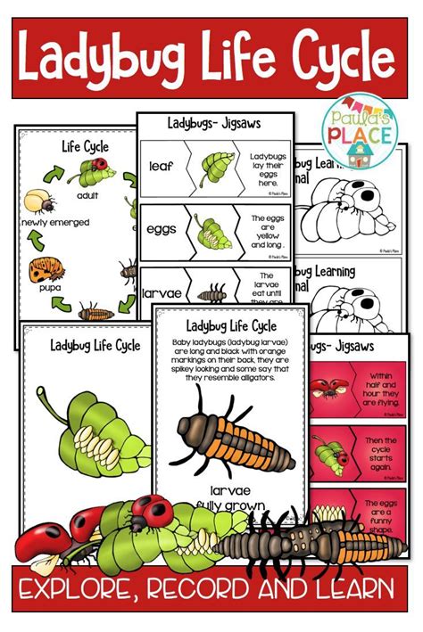 this life cycles ladybugs pack explores the life cycle of ladybugs through increasing