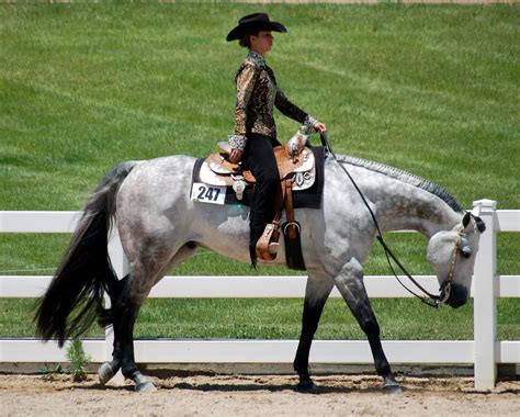 A Bit of Everything: Western Pleasure shortcuts extremely harmful to horses