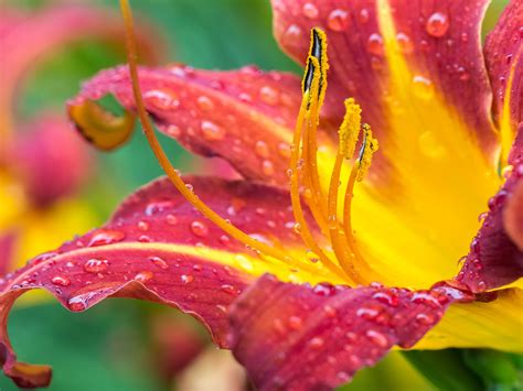 Plants Fire Lily Flower Drops Water Macro Photography Android
