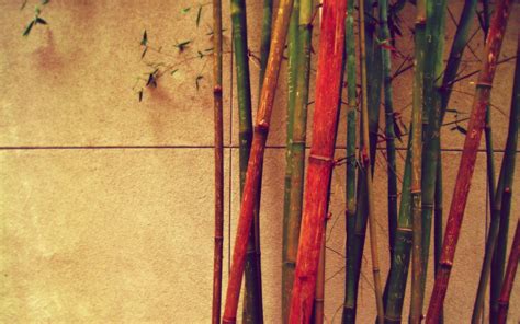 Naturaleza Bambú Hd Fondo De Pantalla