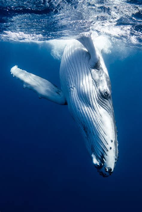 They usually range from 12 to 16 meters in length and weigh about 36 metric tons. Humpback whale calf. | Smithsonian Photo Contest ...