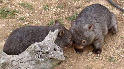Wombats Are Surprisingly Energetic And Annoying 9pickle