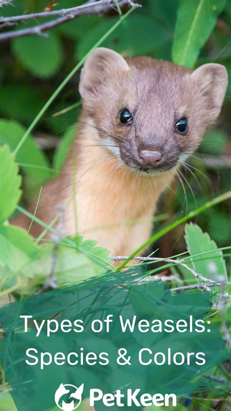 17 Types Of Weasels Species And Colors With Pictures In 2022 Pets