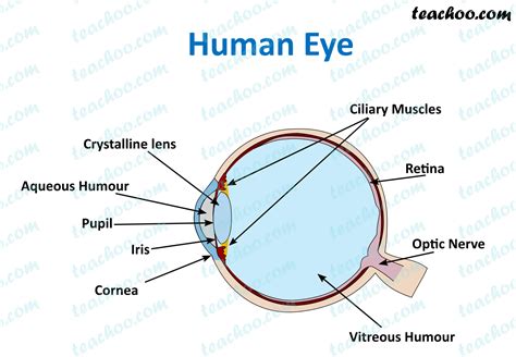 Ncert Q10 Draw A Labeled Sketch Of The Human Eye Class