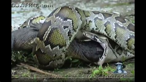 Insane Python Eats Alligator Time Lapse 6x Youtube