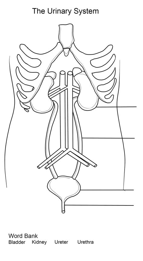 Urinary System Worksheet Coloring Pages Coloring Cool